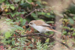 Photographed at Portinfer [POR]. on 14/9/2021. Photo: &copy; Dave Carre