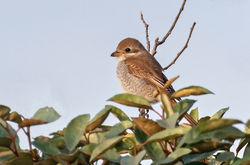 Photographed at Portinfer [POR]. on 14/9/2021. Photo: &copy; Anthony Loaring