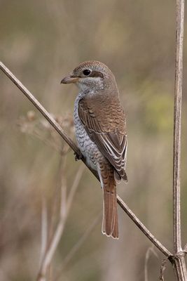 Photographed at Portinfer [POR]. on 15/9/2021. Photo: &copy; Rod Ferbrache