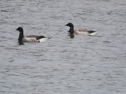 Photographed at Albecq Bay. on 15/9/2021. Photo: &copy; Tony Bisson