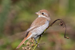 Photographed at Portinfer [POR]. on 15/9/2021. Photo: &copy; Dave Carre