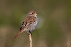 Photographed at Portinfer [POR]. on 17/9/2021. Photo: &copy; Rod Ferbrache