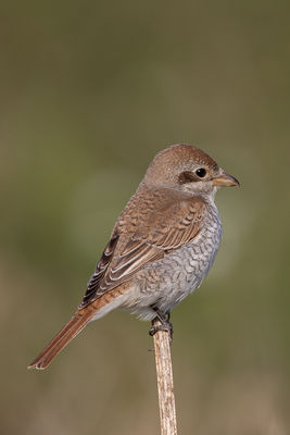 Photographed at Portinfer [POR]. on 17/9/2021. Photo: &copy; Rod Ferbrache