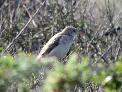 Rose-coloured Starling photographed at Pleinmont [PLE] on 15/9/2021. Photo: &copy; Wayne Turner