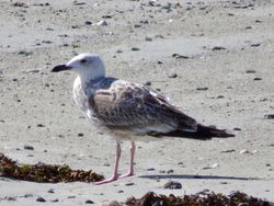 Photographed at L'Eree [LER]. on 16/9/2021. Photo: &copy; Wayne Turner