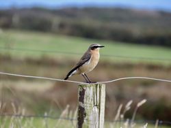 Photographed at Pleinmont [PLE]. on 15/9/2021. Photo: &copy; Wayne Turner