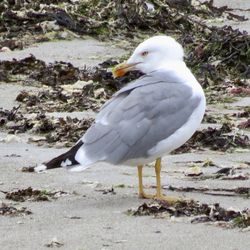 Photographed at L'Eree [LER]. on 17/8/2021. Photo: &copy; Wayne Turner