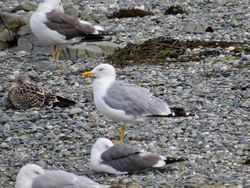 Photographed at Perelle [PER]. on 17/8/2021. Photo: &copy; Wayne Turner