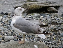 Photographed at Perelle [PER]. on 19/8/2021. Photo: &copy; Wayne Turner