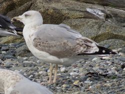 Photographed at Perelle [PER]. on 19/9/2021. Photo: &copy; Wayne Turner
