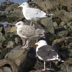 Photographed at Perelle [PER]. on 19/9/2021. Photo: &copy; Wayne Turner