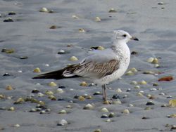 Photographed at Richmond [RIC]. on 23/9/2021. Photo: &copy; Wayne Turner