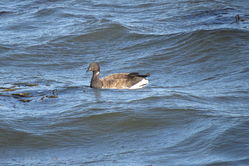Photographed at Perelle [PER]. on 20/9/2021. Photo: &copy; Mark Guppy