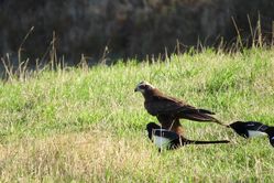 Photographed at Pleinmont [PLE]. on 20/9/2021. Photo: &copy; Mark Guppy