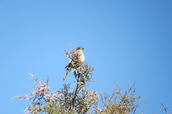 Photographed at Portinfer [POR]. on 15/9/2021. Photo: &copy; Mark Guppy