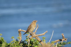 Photographed at Pleinmont [PLE]. on 7/9/2021. Photo: &copy; Mark Guppy