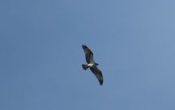 Photographed at Pleinmont [PLE]. on 7/9/2021. Photo: &copy; Mark Guppy