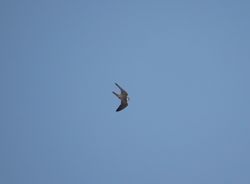 Photographed at Fauxquets Valley [FAU]. on 3/9/2021. Photo: &copy; Mark Guppy