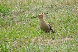 Photographed at Pleinmont [PLE]. on 21/8/2021. Photo: &copy; Mark Guppy