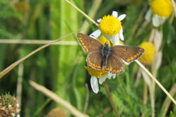 Photographed at Scramble Track [SCR]. on 16/9/2021. Photo: &copy; Mark Guppy