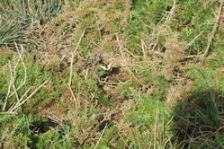 Photographed at Pleinmont [PLE]. on 10/8/2021. Photo: &copy; Mark Guppy