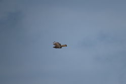 Photographed at Fauxquets Valley [FAU]. on 4/9/2021. Photo: &copy; Mark Guppy