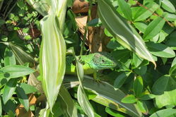 Photographed at Fort George [FOG]. on 1/7/2021. Photo: &copy; Mark Guppy