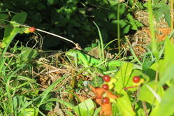Photographed at Fort George [FOG]. on 21/7/2021. Photo: &copy; Mark Guppy