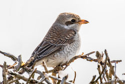 Photographed at Claire Mare [CLA]. on 27/9/2021. Photo: &copy; Dave Carre