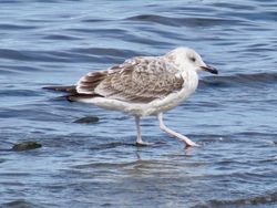 Photographed at Perelle [PER]. on 25/9/2021. Photo: &copy; Wayne Turner