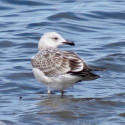 Photographed at Perelle [PER]. on 25/9/2021. Photo: &copy; Wayne Turner