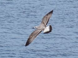 Photographed at Perelle [PER]. on 25/9/2021. Photo: &copy; Wayne Turner