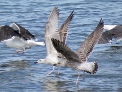 Photographed at Perelle [PER]. on 25/9/2021. Photo: &copy; Wayne Turner