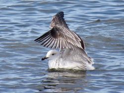 Photographed at Perelle [PER]. on 25/9/2021. Photo: &copy; Wayne Turner