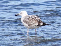 Photographed at Perelle [PER]. on 25/9/2021. Photo: &copy; Wayne Turner