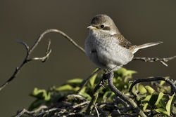 Photographed at Les Bordes, [Claire Mare]. on 29/9/2021. Photo: &copy; Chris Bale