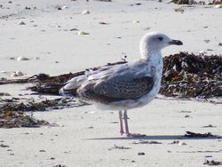 Photographed at L'Eree [LER]. on 29/9/2021. Photo: &copy; Wayne Turner