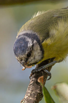 Photographed at Bas Capelles [BAS]. on 4/10/2021. Photo: &copy; Rod Ferbrache