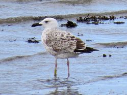 Photographed at Perelle [PER]. on 5/10/2021. Photo: &copy; Wayne Turner