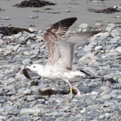 Photographed at Perelle [PER]. on 5/10/2021. Photo: &copy; Wayne Turner