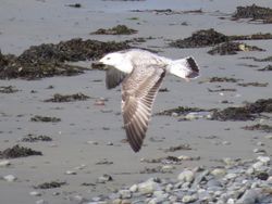 Photographed at Perelle [PER]. on 5/10/2021. Photo: &copy; Wayne Turner