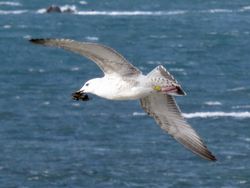 Photographed at Perelle [PER]. on 5/10/2021. Photo: &copy; Wayne Turner