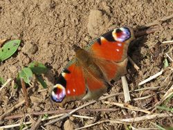 Photographed at Mt. Herault [MHE]. on 6/10/2021. Photo: &copy; Wayne Turner