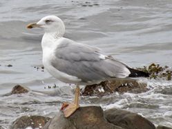 Photographed at Perelle [PER]. on 6/10/2021. Photo: &copy; Wayne Turner