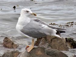 Photographed at Perelle [PER]. on 6/10/2021. Photo: &copy; Wayne Turner