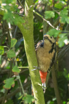 Photographed at Bas Capelles [BAS]. on 8/10/2021. Photo: &copy; Rod Ferbrache