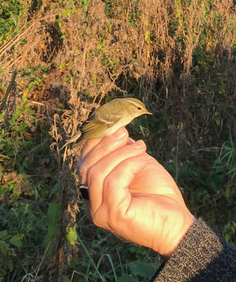 Photographed at Ivy Castle / Chateau des Marais. on 9/10/2021. Photo: &copy; Julie Davis