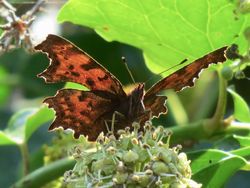 Photographed at Rue de Valniquets [RDV]. on 12/10/2021. Photo: &copy; Wayne Turner