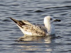 Photographed at Perelle [PER]. on 14/10/2021. Photo: &copy; Wayne Turner