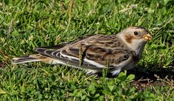 Photographed at Vazon. on 27/10/2021. Photo: &copy;  Rockdweller